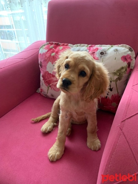 İngiliz Cocker Spaniel, Köpek  Eva fotoğrafı