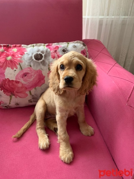 İngiliz Cocker Spaniel, Köpek  Eva fotoğrafı
