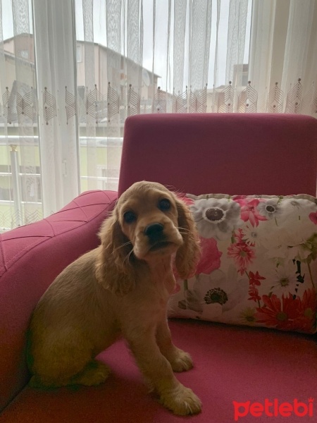 İngiliz Cocker Spaniel, Köpek  Eva fotoğrafı