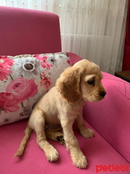 İngiliz Cocker Spaniel, Köpek  Eva fotoğrafı