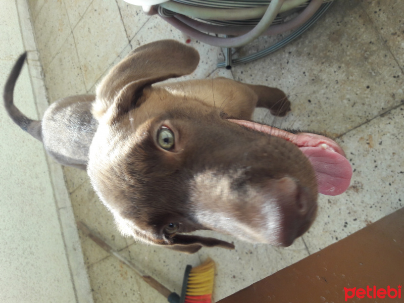 Labrador Retriever, Köpek  Ciko fotoğrafı