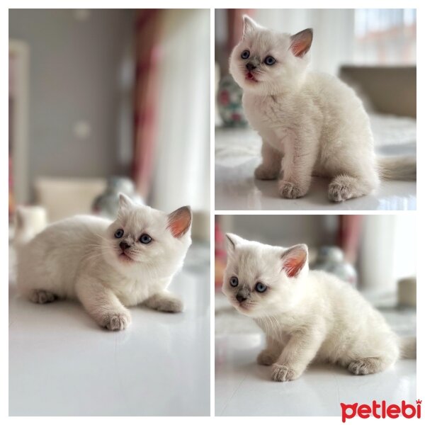 British Shorthair, Kedi  British 1 fotoğrafı