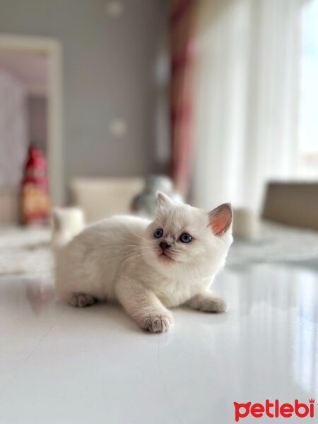 British Shorthair, Kedi  British 1 fotoğrafı