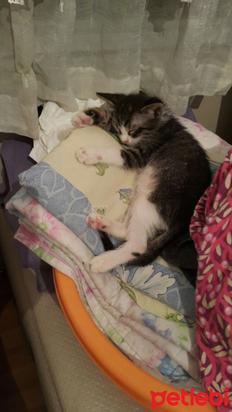 Tekir Kedi, Kedi  rüzgar fotoğrafı