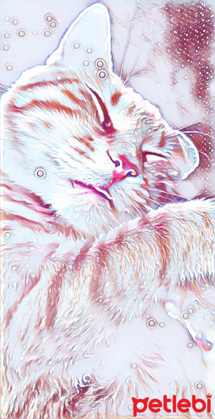 Brazilian Shorthair, Kedi  Hardal fotoğrafı