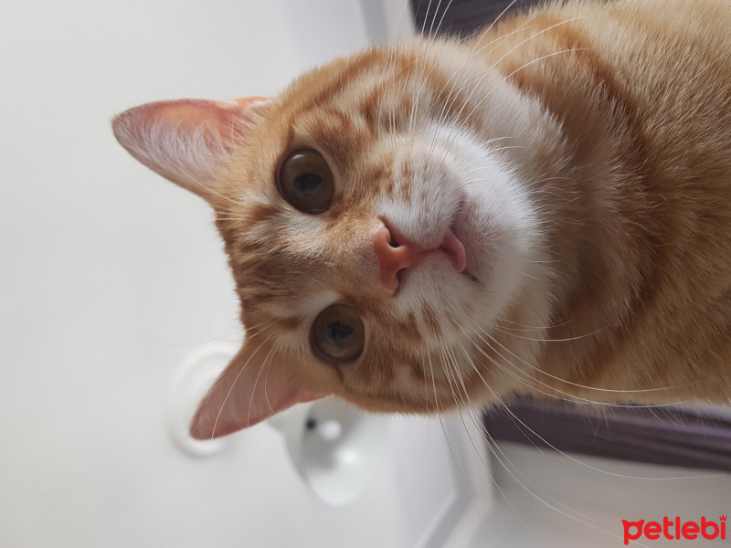 Brazilian Shorthair, Kedi  Hardal fotoğrafı