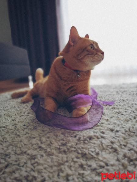 Brazilian Shorthair, Kedi  Hardal fotoğrafı