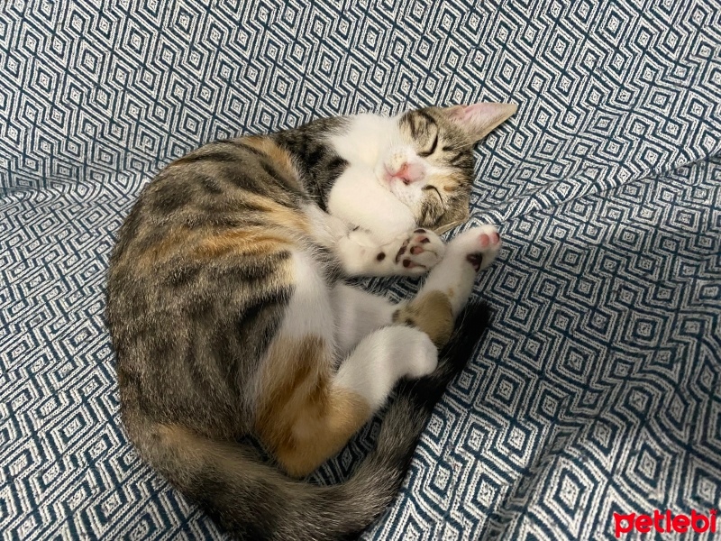 Tekir Kedi, Kedi  Boncuk fotoğrafı