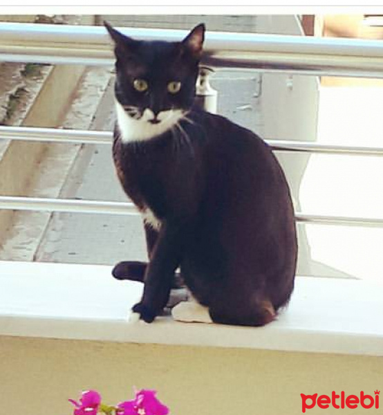 Tuxedo (Smokin) Kedi, Kedi  Hacii fotoğrafı
