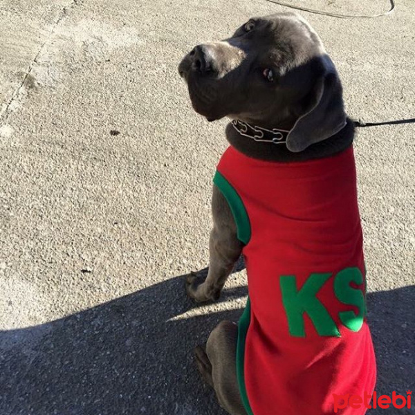 Cane Corso Italiano, Köpek  Pasha fotoğrafı