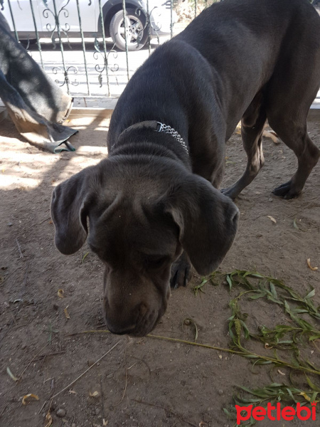 Cane Corso Italiano, Köpek  Pasha fotoğrafı