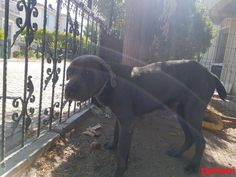 Cane Corso Italiano, Köpek  Pasha fotoğrafı