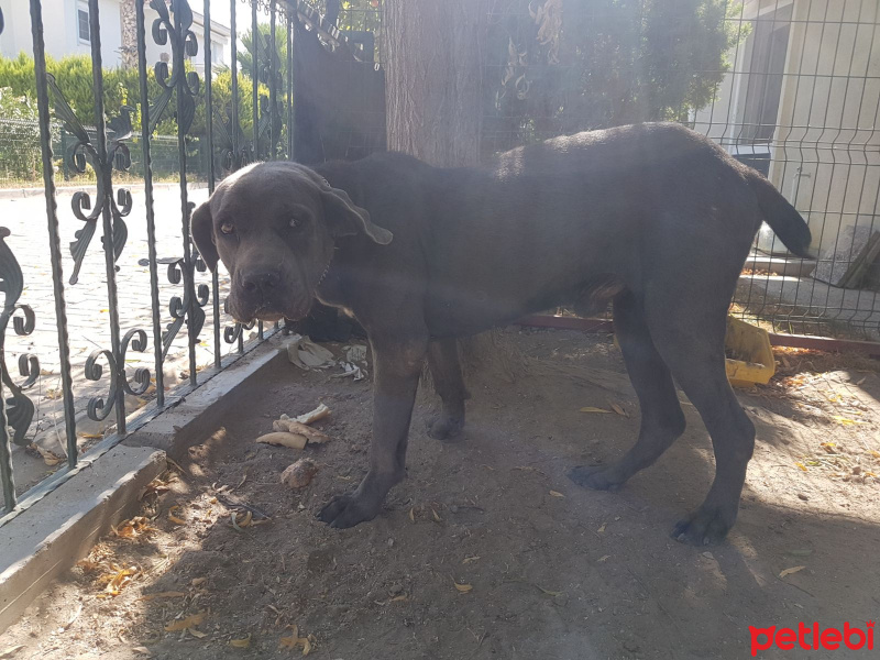 Cane Corso Italiano, Köpek  Pasha fotoğrafı