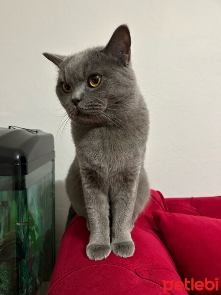 British Shorthair, Kedi  Duman fotoğrafı