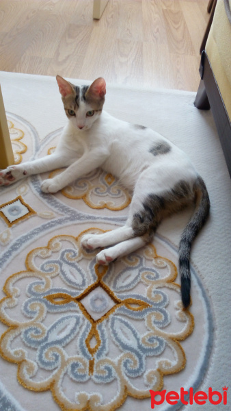 Soke, Kedi  Düşes fotoğrafı