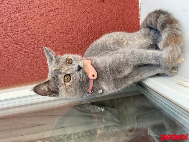 British Shorthair, Kedi  Mia fotoğrafı