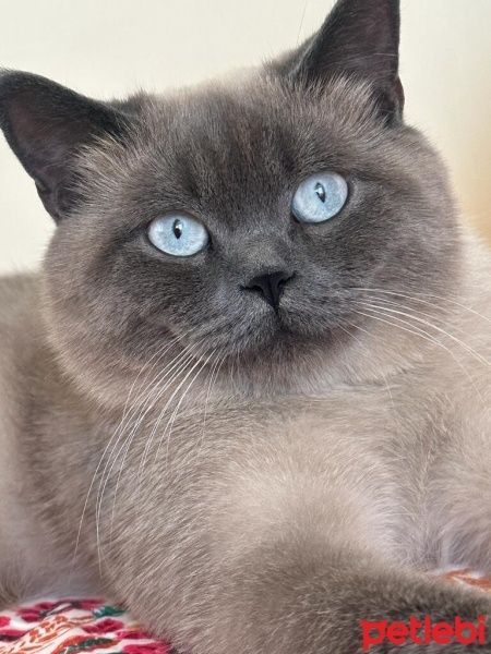 Scottish Fold, Kedi  Bulut fotoğrafı