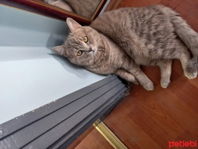 British Shorthair, Kedi  Latte fotoğrafı
