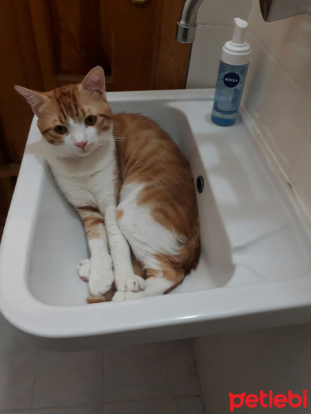 Tekir Kedi, Kedi  Rıfkı fotoğrafı