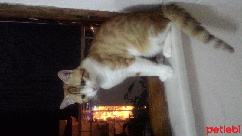 Tekir Kedi, Kedi  Rıfkı fotoğrafı