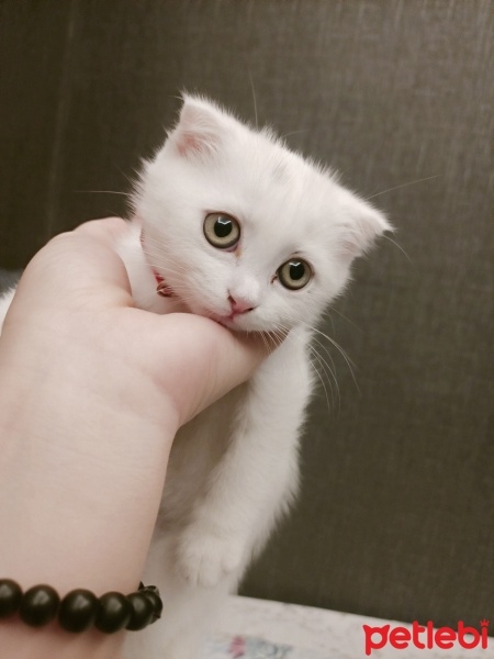 Scottish Fold, Kedi  Köpük fotoğrafı
