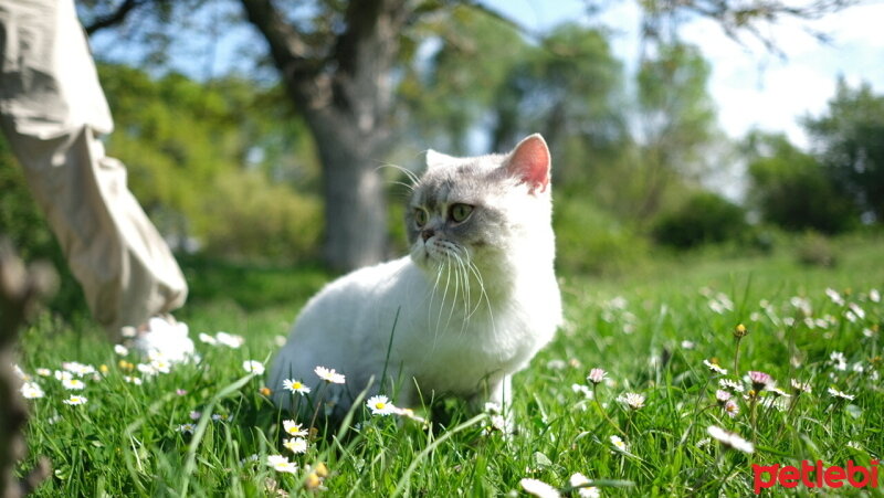 British Shorthair, Kedi  Pamuk fotoğrafı