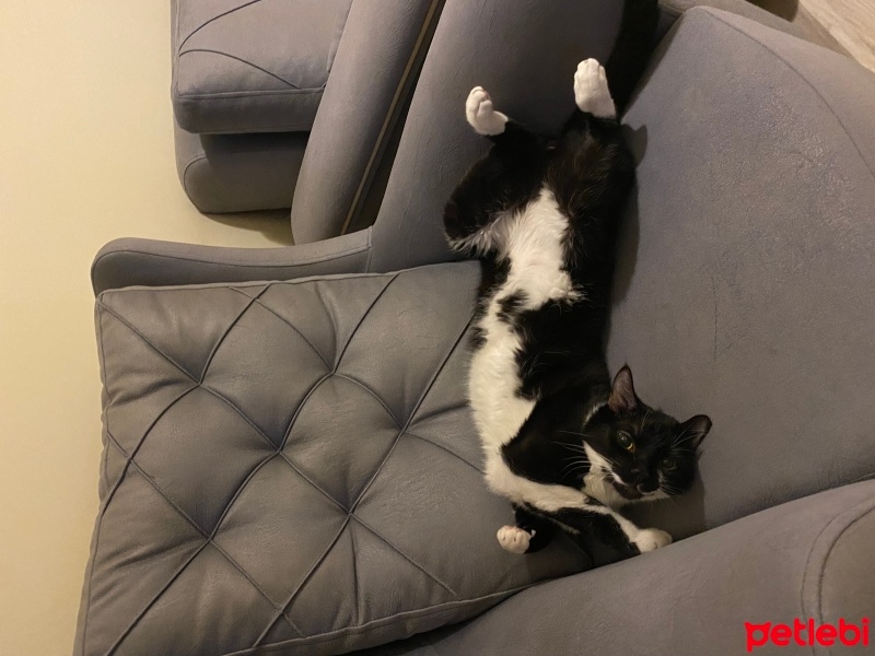 Tuxedo (Smokin) Kedi, Kedi  Zeytin fotoğrafı