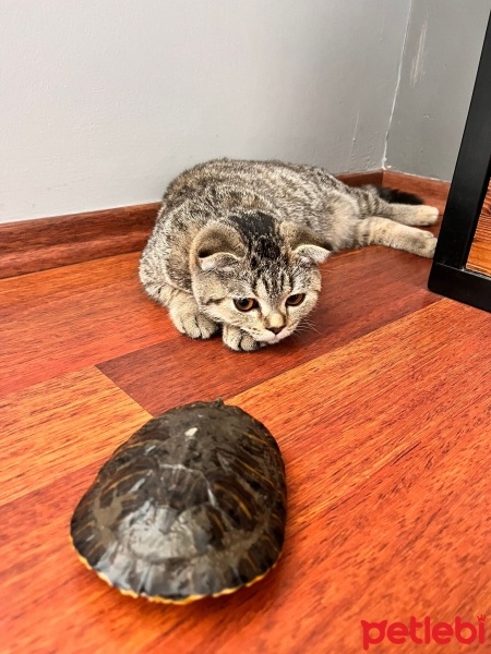 Scottish Fold, Kedi  SUFLE fotoğrafı