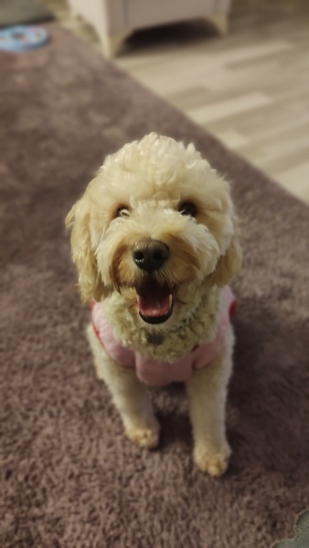 Poodle(Standart Kaniş), Köpek  LUNA fotoğrafı