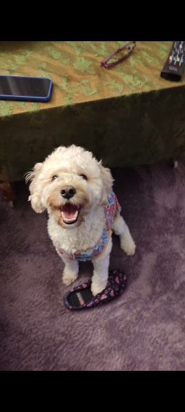 Poodle(Standart Kaniş), Köpek  LUNA fotoğrafı