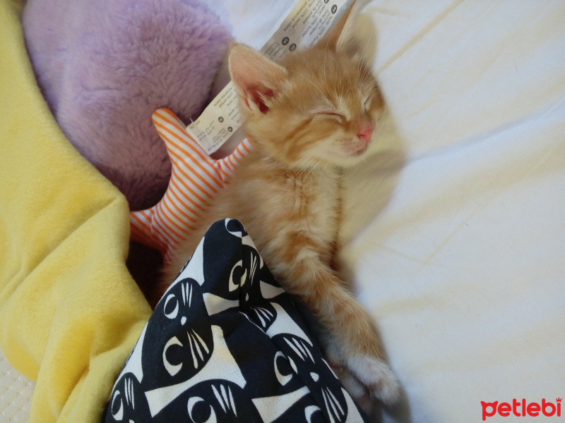 Tekir Kedi, Kedi  Mia fotoğrafı