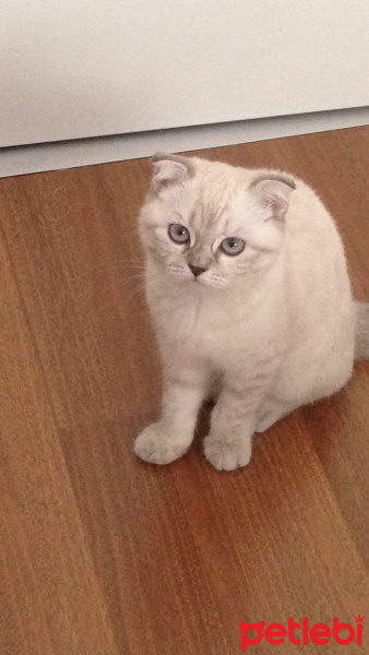 Scottish Fold, Kedi  Pamuk fotoğrafı