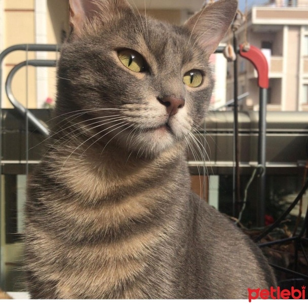 Tekir Kedi, Kedi  Ada fotoğrafı