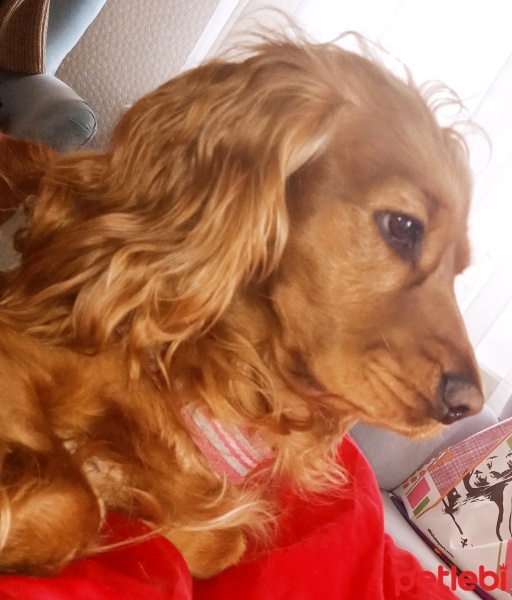 İngiliz Cocker Spaniel, Köpek  Elena fotoğrafı
