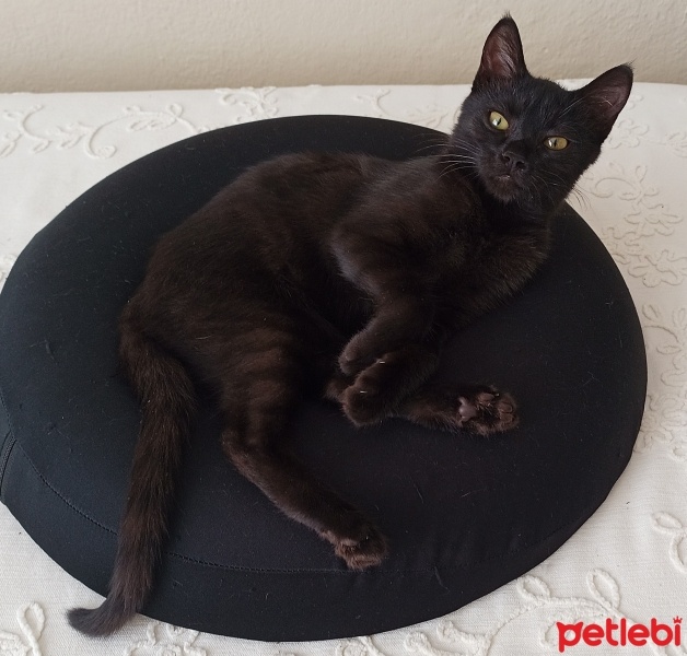 Tekir Kedi, Kedi  ZEYTİN fotoğrafı