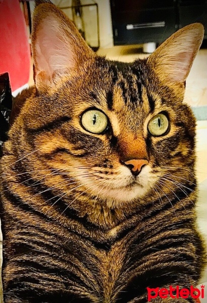 Tekir Kedi, Kedi  Zeytin fotoğrafı