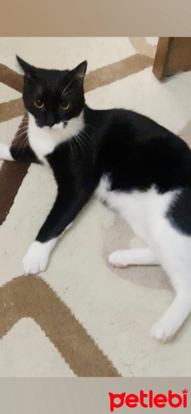 Tuxedo (Smokin) Kedi, Kedi  oyuncu kedi duman fotoğrafı