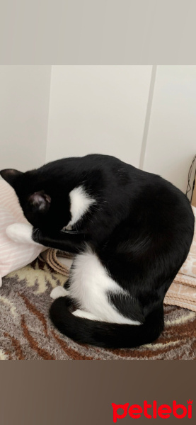 Tuxedo (Smokin) Kedi, Kedi  oyuncu kedi duman fotoğrafı