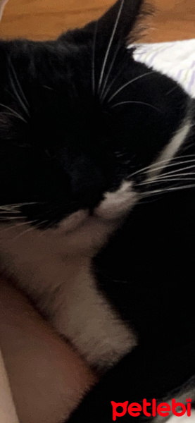 Tuxedo (Smokin) Kedi, Kedi  oyuncu kedi duman fotoğrafı