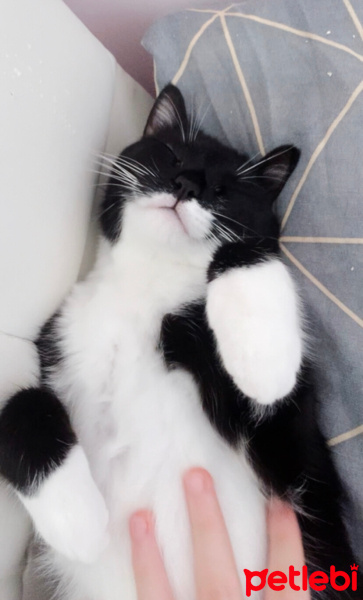Tuxedo (Smokin) Kedi, Kedi  oyuncu kedi duman fotoğrafı
