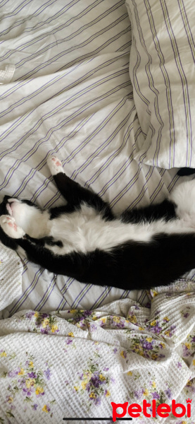 Tuxedo (Smokin) Kedi, Kedi  oyuncu kedi duman fotoğrafı