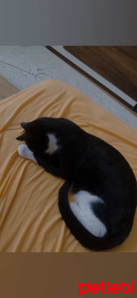 Tuxedo (Smokin) Kedi, Kedi  oyuncu kedi duman fotoğrafı