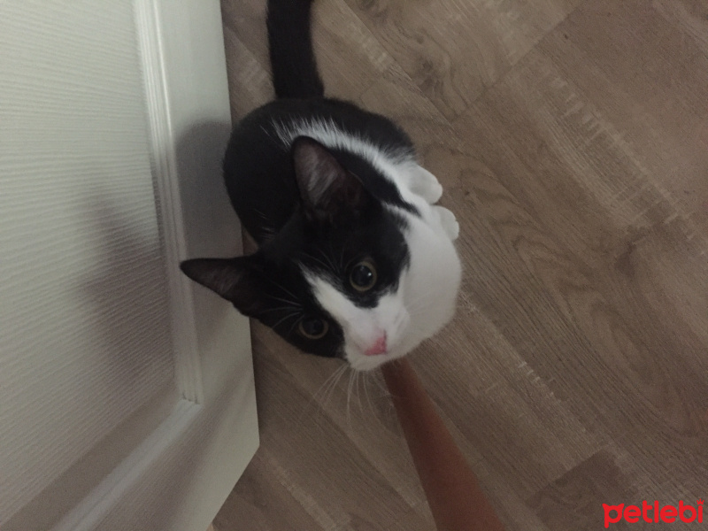Tuxedo (Smokin) Kedi, Kedi  Kızım fotoğrafı