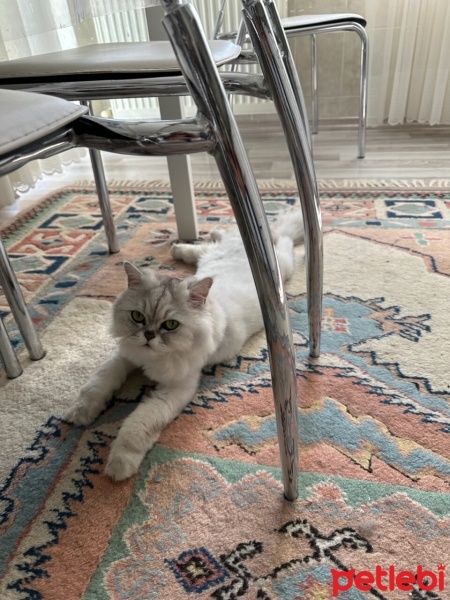 Chinchilla, Kedi  Prens fotoğrafı