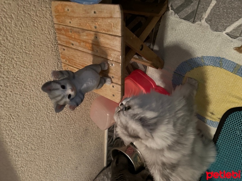 Chinchilla, Kedi  Prens fotoğrafı