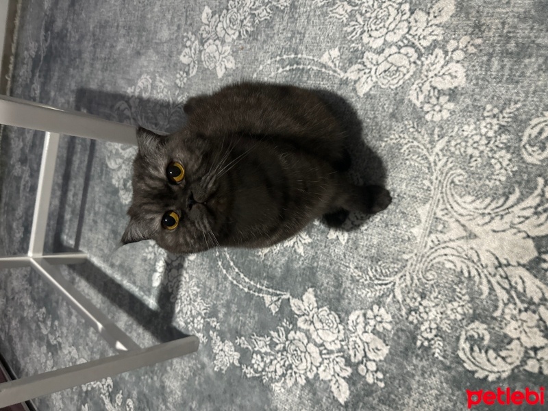 Chinchilla, Kedi  Prens fotoğrafı