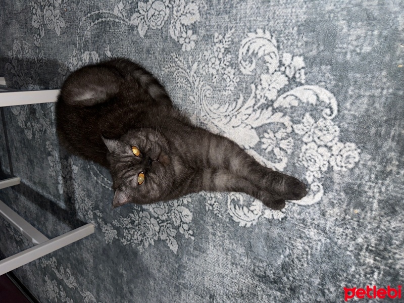 Chinchilla, Kedi  Prens fotoğrafı