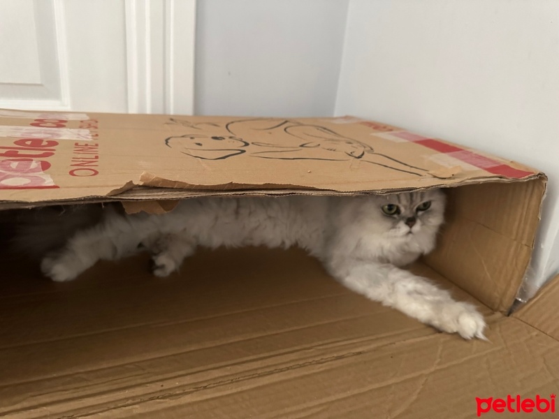 Chinchilla, Kedi  Prens fotoğrafı