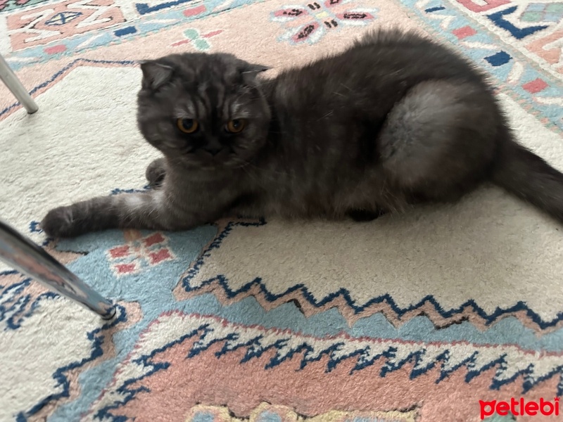 Chinchilla, Kedi  Prens fotoğrafı