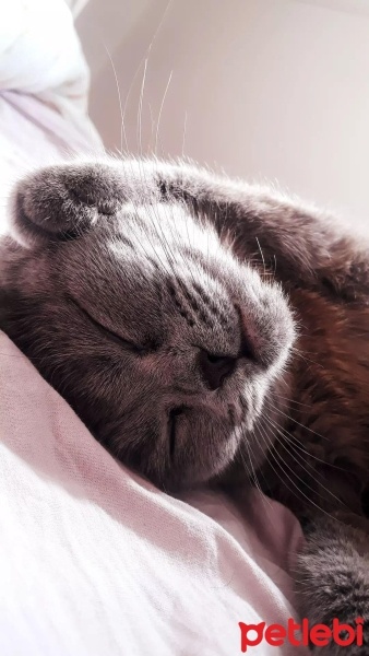 Scottish Fold, Kedi  Sufle fotoğrafı